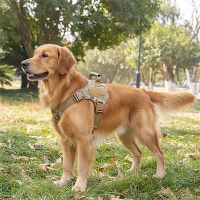Chien habillé avec harnais chien confort Sécurité jaune
