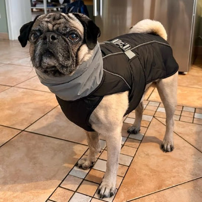 Chien habillé avec manteau pour chien Doudoune imperméable noir