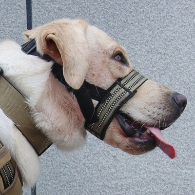 chien-haletant-en-museliere-Couvre-bouche-kaki