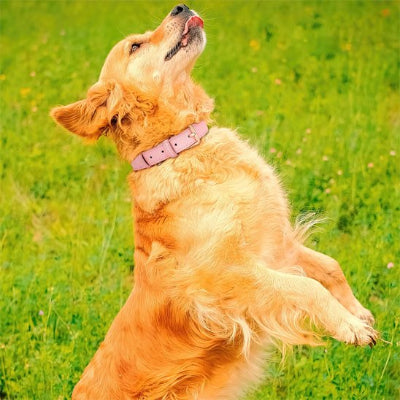 chien heureux avec collier cuir pour  chien rose