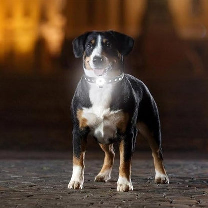 chien heureux avec collier lumineux pour chien  lampe la nuit