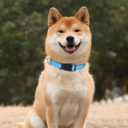 chien heureux avec collier pour chien bleu lac