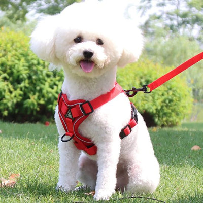 chien heureux avec harnais chien anti Traction rouge Dynamic Control