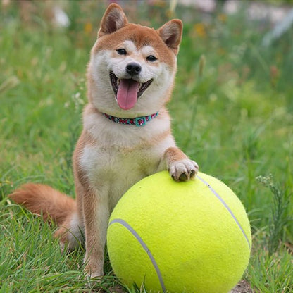 chien heureux avec sa balle pour chien Big Tennis jaune dans l'herbe