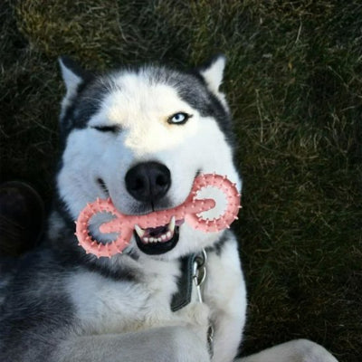 chien heureux avec son jouet chien indestructible  Mach'Dog rose