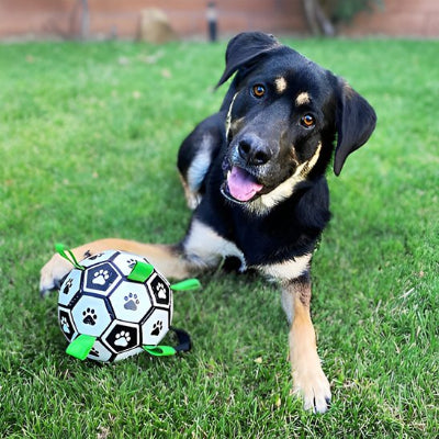 chien heureux dans l'herbe avec sa balle chien Foot 