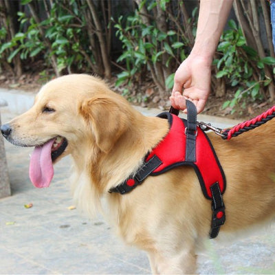 chien heureux en harnais canicross Atlas