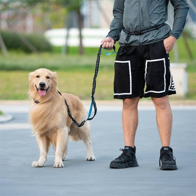 chien heureux en laisse canicross avec son maitre