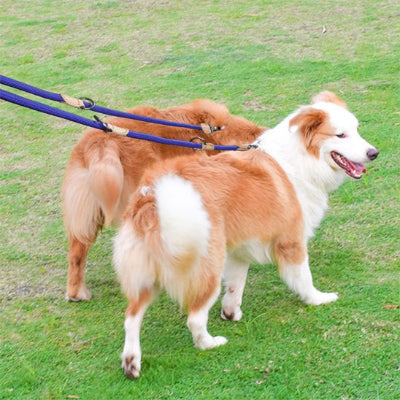 chien heureux en laisse double pour chien