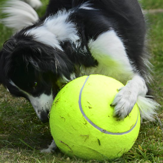 chien heureux jouant avec sa balle pour chien Big Tennis jaune dans l'herbe