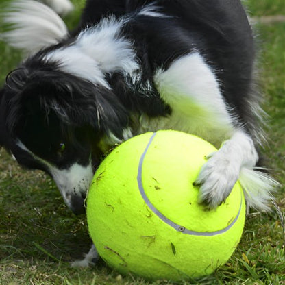 chien heureux jouant avec sa balle pour chien Big Tennis jaune dans l'herbe