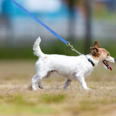 chien heureux se promenant en laisse pour chien bleue