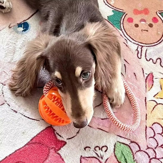 chien jouant avec Jouets pour chien Balle Corde orange