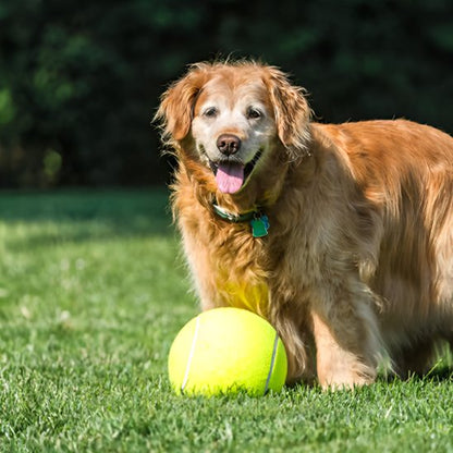 chien jouant avec sa balle pour chien Big Tennis jaune dans l'herbe 