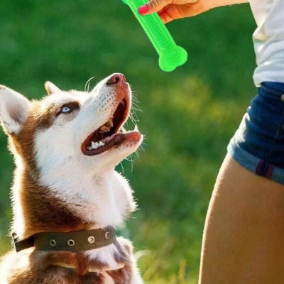 chien jouant avec sa maitresse et son jouet chien indestructible Mastica vert