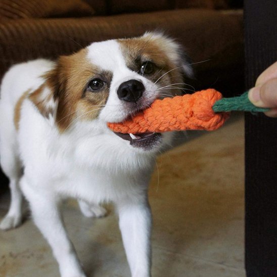 chien jouant avec ses Jouets pour chiens Carotte 