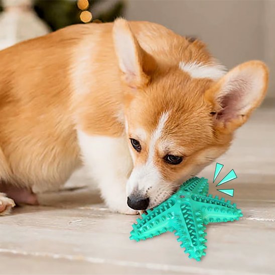 chien jouant avec son jouet chien Etoile bleu