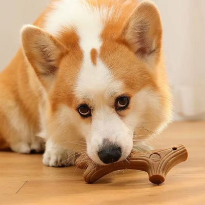 chien jouant avec son Jouet chien Nordik forme bois
