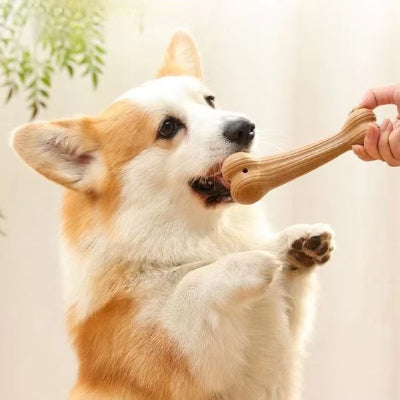 chien jouant avec son Jouet chien Nordik forme os