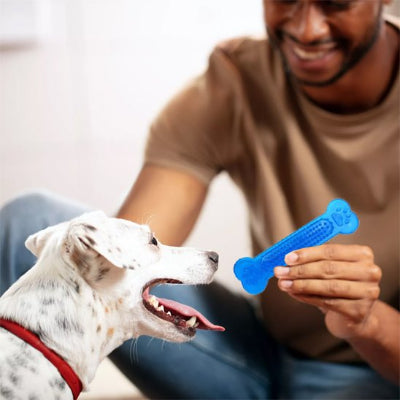 chien jouant avec son maitre et son jouet chien indestructible Mastica bleu