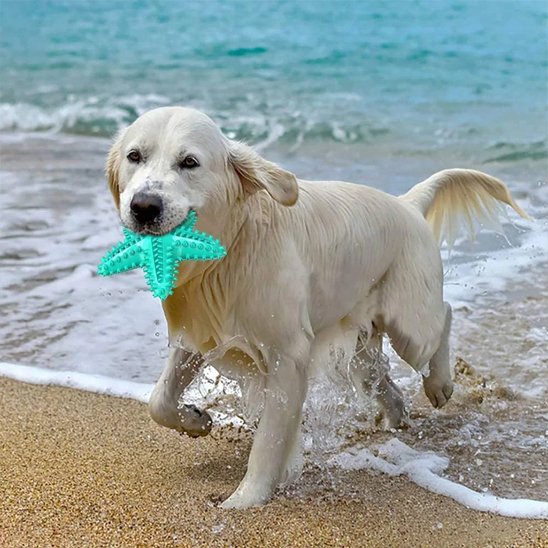 chien jouant dans la mer avec son jouet chien Etoile bleu