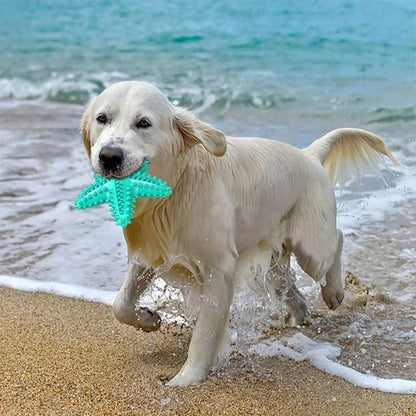 chien jouant dans la mer avec son jouet chien Etoile bleu