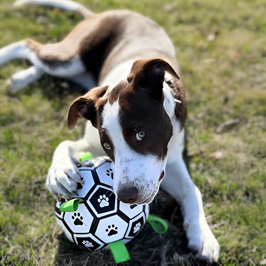 chien joyeux dans l'herbe avec sa balle chien Foot 