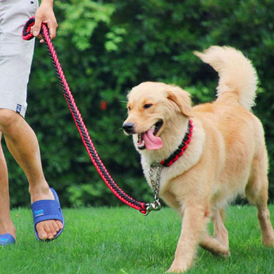 chien joyeux en laisse pour chien dans le parc