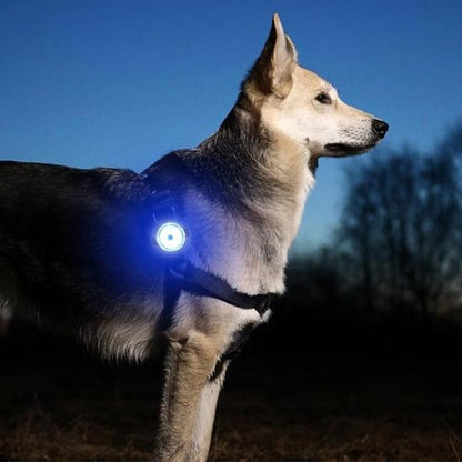 chien la nuit avec collier lumineux pour chien lampe bleu