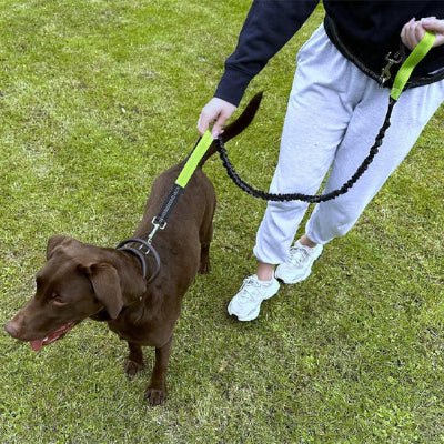 chien marchant en laisse canicross verte