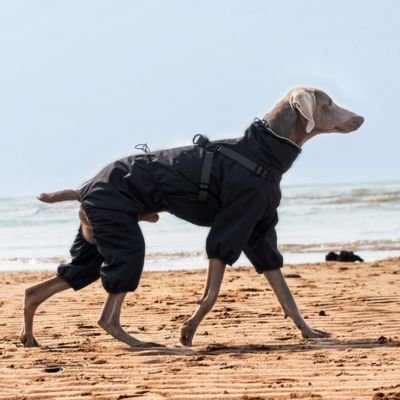 Chien marchant sur la plage en imperméable pour chien​ Ecran pluie gris