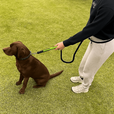 chien marron assis en laisse canicross verte