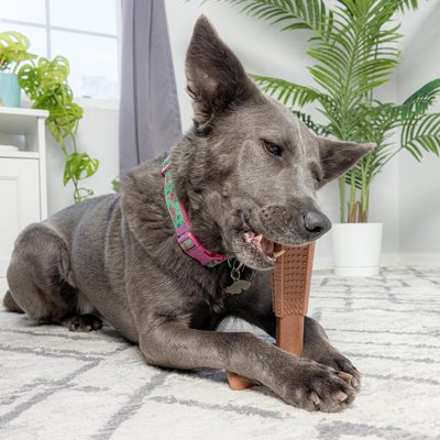 chien mastiquant son Jouet indestructible pour Chien Crok'jeu dans le salon