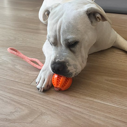 chien mordant Jouets pour chien Balle Corde orange