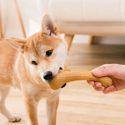 chien mordant son Jouet chien Nordik forme os