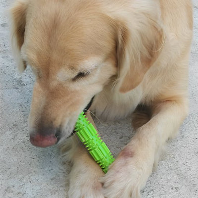 chien mordant un Jouet chien CroqStick vert 
