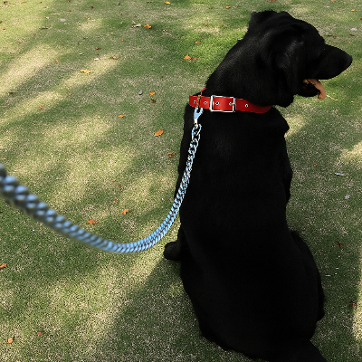 chien noir assis avec collier pour chien