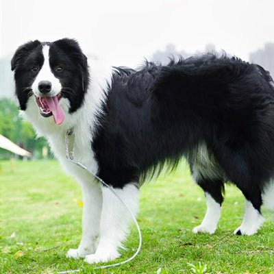chien noir et blanc en laisse chien