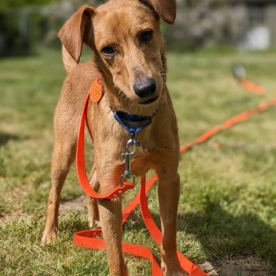 chien pensif en laisses pour chiens orange