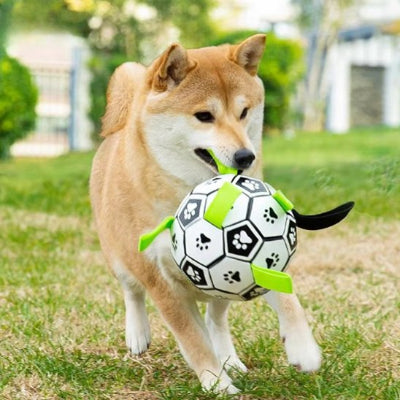 chien qui court avec sa balle chien Foot à l'extérieur