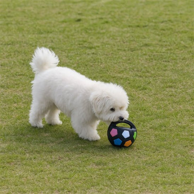 chien qui joue avec son jouet chien Color Ball noir dans l'herbe