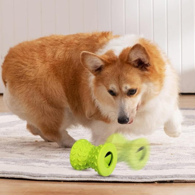 chien qui joue avec son jouet pour chien NutriPlay vert