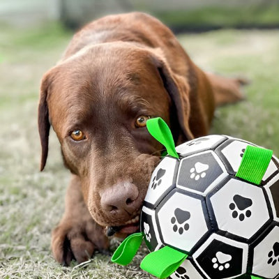 chien qui mord sa balle chien Foot à l'extérieur