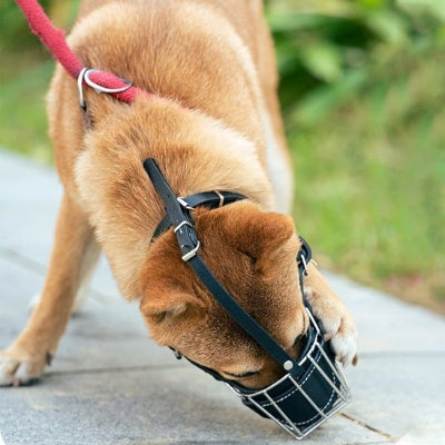 chien qui renifle le sol en muselière chien MuseControl noir