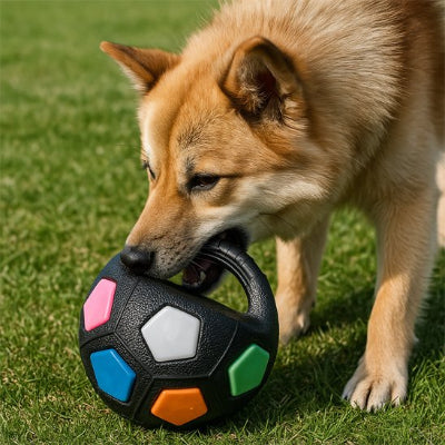 chien qui tient son jouet chien Color Ball noir dans l'herbe