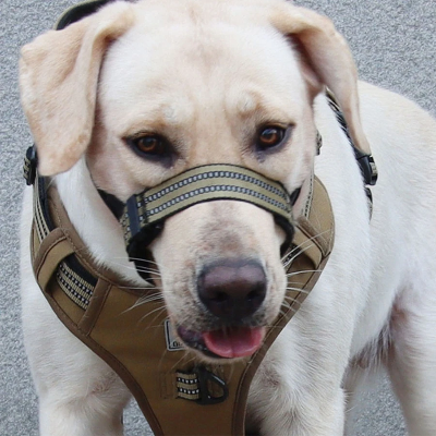 chien qui tire la langue en muselière Couvre bouche kaki