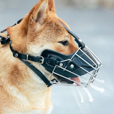 chien qui tire la langue en muselière chien MuseControl noir