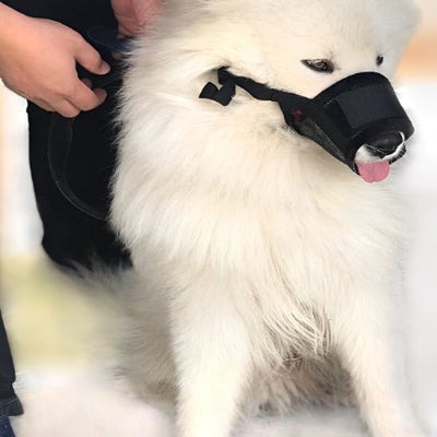 chien qui tire la langue en muselière petit chien AirZen noir