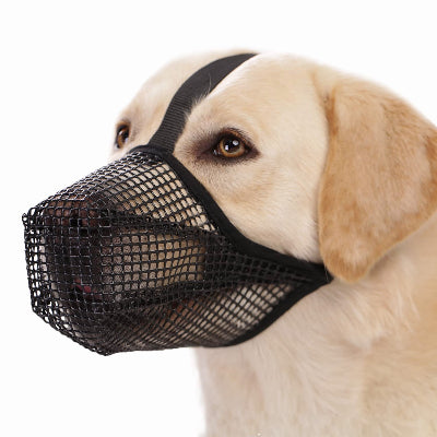 chien regardant au loin avec museliere chien Air Calm noir