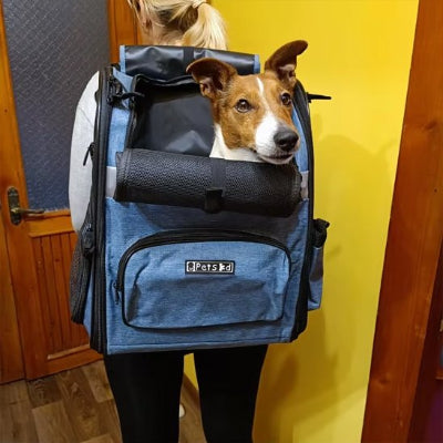 Chien sortant la tête dans sac à dos  chien Liberté bleu avec sa maitresse